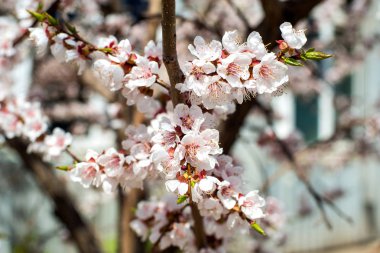 Kayısı çiçeği. hala tamamen çıplak ağaç üzerinde beyaz-pembe çiçekler, yeşil yaprakları henüz çiçek değil