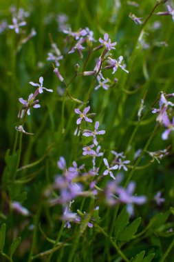 wildflowers - four-leaf, purple and white on the edge of a pine forest