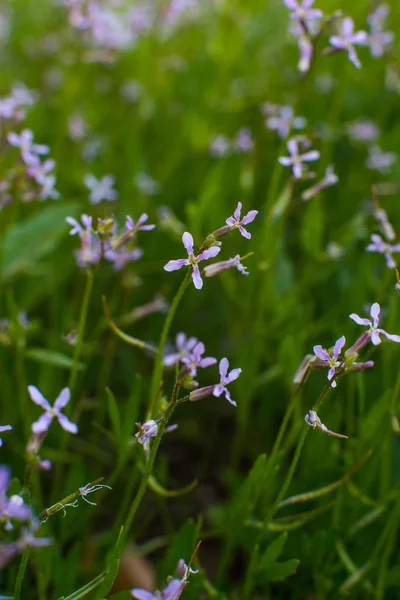 wildflowers - four-leaf, purple and white on the edge of a pine forest