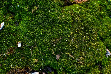 Makro. sadece Kuzey'de yetişen yeşil yosun bir peri ormanı ya da büyük bir plato gibi görünüyor