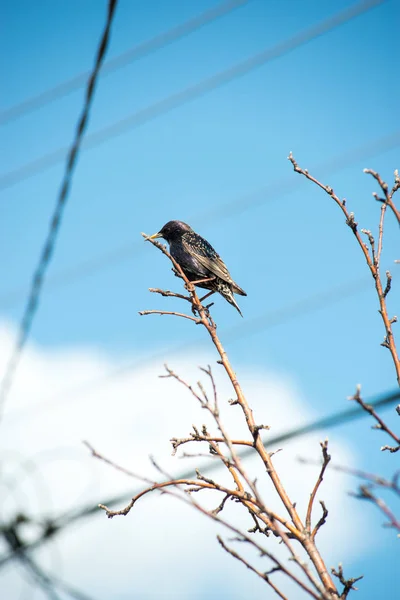 ハンサムなスターリングは ワイヤーの上に座って 鳥小屋の外を覗いて 見て見る光景です — ストック写真