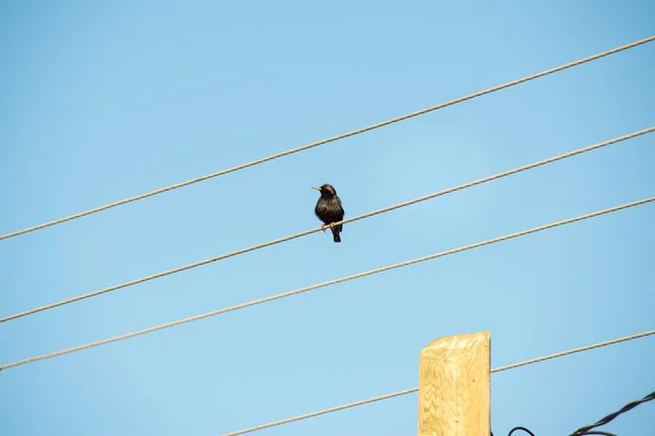 ハンサムなスターリングは ワイヤーの上に座って 鳥小屋の外を覗いて 見て見る光景です — ストック写真