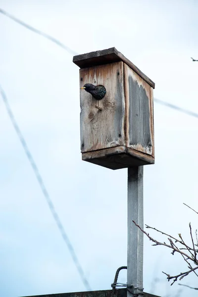 Starling Bonito Sentou Nos Fios Espreitando Para Fora Casa Dos — Fotografia de Stock