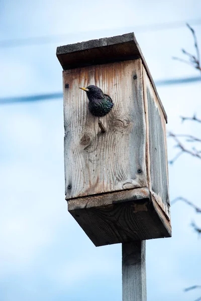 ハンサムなスターリングは ワイヤーの上に座って 鳥小屋の外を覗いて 見て見る光景です — ストック写真