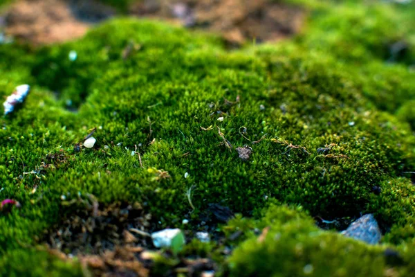 Macro Musgo Verde Crescendo Apenas Norte Parece Uma Floresta Fadas — Fotografia de Stock