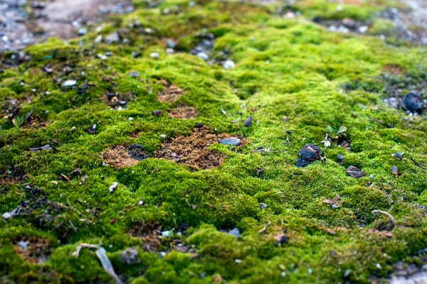 Macro Muschio Verde Che Cresce Solo Nel Nord Sembra Una — Foto Stock