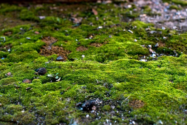 Macro Musgo Verde Que Crece Solo Norte Parece Bosque Hadas —  Fotos de Stock