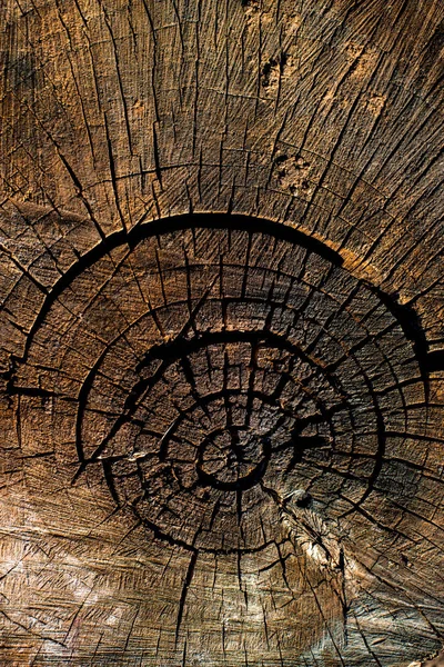 Long Been Felled Stump Quite Dry Unique Pattern Created Nature — Stock Photo, Image