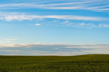 Güzel bir gün batımı, yeşil bir alanda sıcak bir yaz akşamı, olgun buğday değil ve güneş ufukta aşağı gider