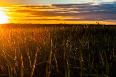 Güzel bir gün batımı, yeşil bir alanda sıcak bir yaz akşamı, olgun buğday değil ve güneş ufukta aşağı gider