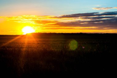 Güzel bir gün batımı, yeşil bir alanda sıcak bir yaz akşamı, olgun buğday değil ve güneş ufukta aşağı gider