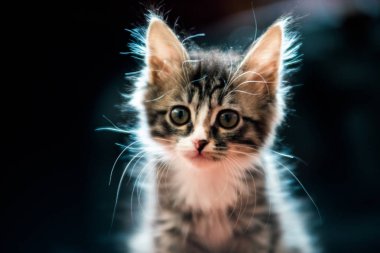 favori ev kürklü kedi uzak bir yere bakıyor