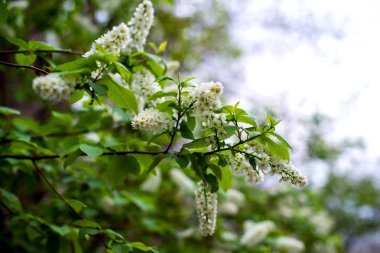 Kiraz çiçeği. hala tamamen çıplak ağaç üzerinde beyaz-sarı çiçekler, yeşil yaprakları sadece çiçek başladı