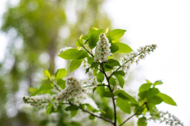 Kiraz çiçeği. hala tamamen çıplak ağaç üzerinde beyaz-sarı çiçekler, yeşil yaprakları sadece çiçek başladı