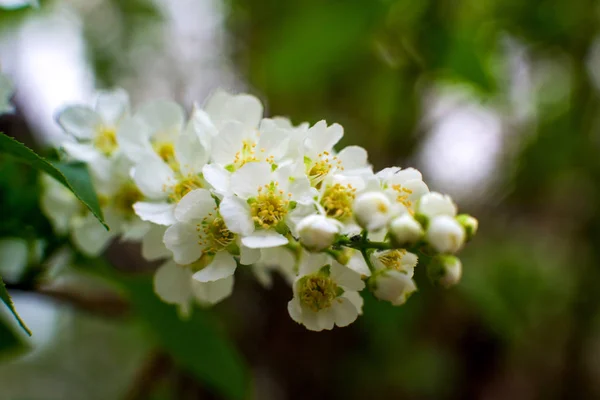 Kirschblüte Weiß Gelbe Blüten Auf Einem Noch Völlig Kahlen Baum — Stockfoto