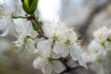 Kiraz çiçeği. hala tamamen çıplak ağaç üzerinde beyaz-sarı çiçekler, yeşil yaprakları sadece çiçek başladı