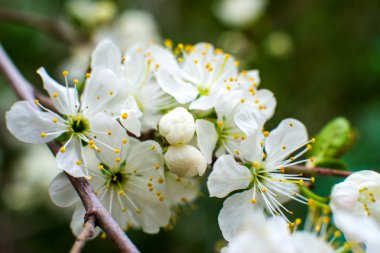 Kiraz çiçeği. hala tamamen çıplak ağaç üzerinde beyaz-sarı çiçekler, yeşil yaprakları sadece çiçek başladı