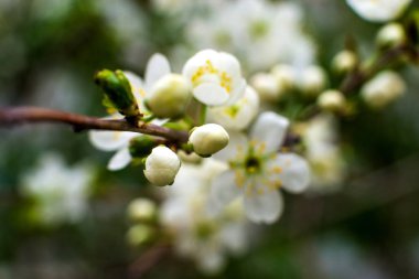 Kiraz çiçeği. hala tamamen çıplak ağaç üzerinde beyaz-sarı çiçekler, yeşil yaprakları sadece çiçek başladı