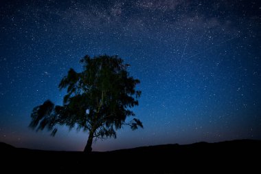 gece gökyüzü, samanyolu, yalnız bir ağaç ve düşen yıldız