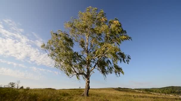 un vent fort souffle sur les branches d'un bouleau solitaire au sommet de la montagne 
