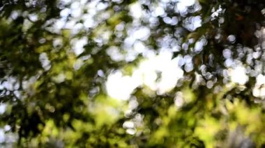 Yeşil ağaçların arasından bak, güneş onların arasından parlıyor ve yaprakların arasından hafif bir esinti geçiyor.