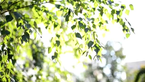 Mirar a través de las hojas de árboles verdes, el sol brilla a través de ellos y una brisa tenue camina a través de las hojas — Vídeo de stock