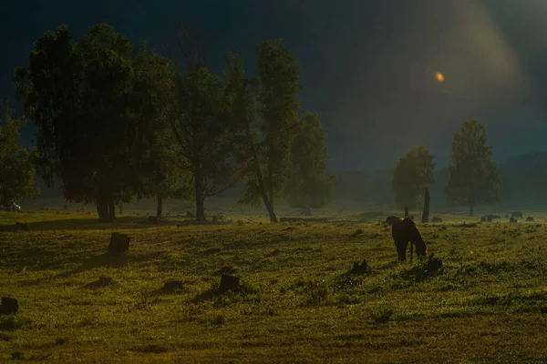 Ensam Häst Betar Gräsmattan Den Uppgående Solens Strålar — Stockfoto
