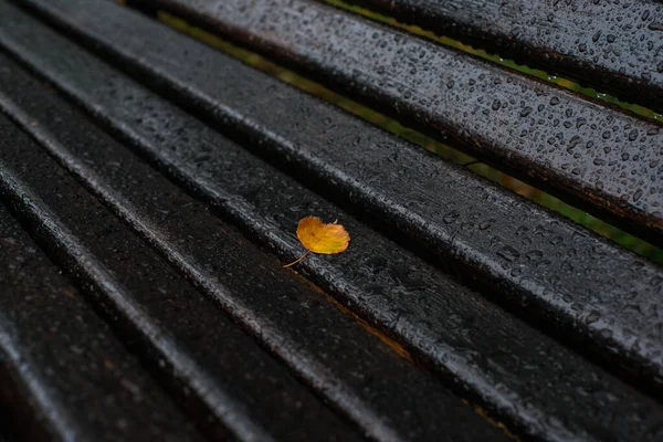 Höst Föll Ett Gult Lönnlöv Våt Parkbänk — Stockfoto