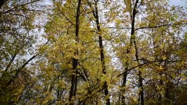 Χρυσό Φθινόπωρο Κίτρινο Κιτρινισμένο Σφένδαμο Ταλαντεύεται Στον Άνεμο Στο Πάρκο — Αρχείο Βίντεο