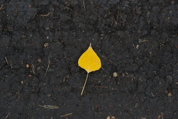 Une Feuille Bouleau Jaune Repose Sur Sol Humide Noir — Photo