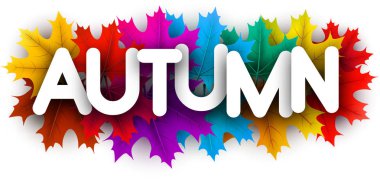 Güzel renkli Akçaağaç Sonbahar mevsimlik kartı bırakır. Vektör arka plan. 