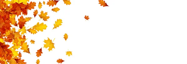 Осенний Красный Оранжевый Желтый Дуб Кленовые Листья Белом Фоне Пространство — стоковый вектор