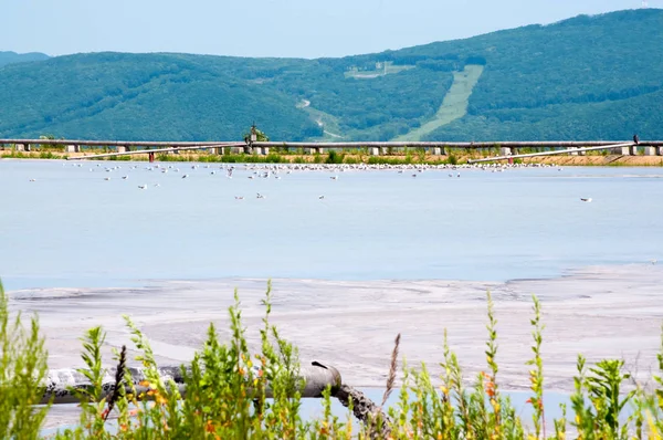 Tuyau Pour Déversement Déchets Industriels Une Centrale Électrique — Photo