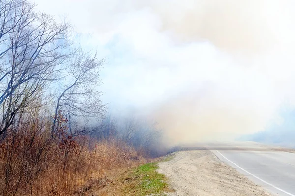 Fogo florestal perto da estrada de asfalto — Fotografia de Stock