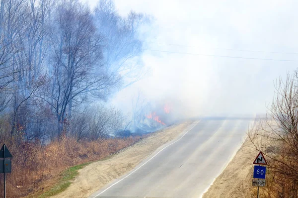 Pożar lasu w pobliżu asfaltowej drogi — Zdjęcie stockowe