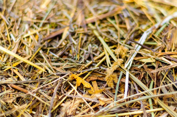Saman yakın çekim dokusu, sığ alan derinliği. Çiftlik hayvanları ve inşaat malzemeleri için besleme.