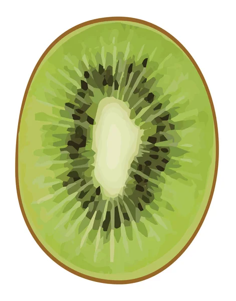 Kiwi fruits — Stock Vector