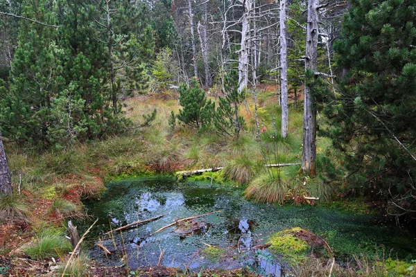 Biotop Moor Bavorsku Německo Evropa — Stock fotografie