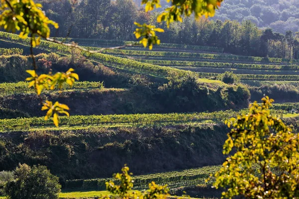 Kaiserstuhl Είναι Μια Αμπελουργική Περιοχή Στη Γερμανία — Φωτογραφία Αρχείου