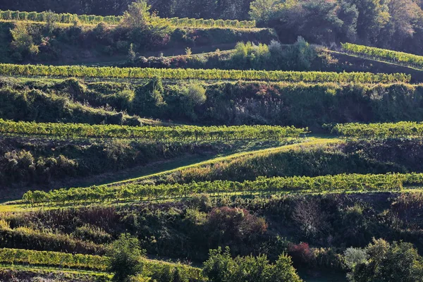 Kaiserstuhl Ist Ein Weinanbaugebiet Deutschland — Stockfoto