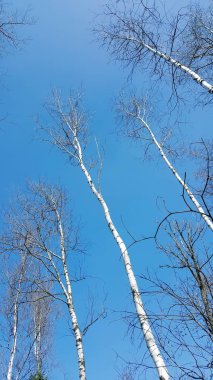Wurzacher Ried in Bad Wurzach, Almanya 'da Bavyera eyaletinde yer alan bir şehirdir.