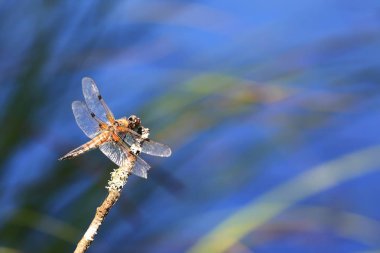 Riedsee in Bad Wurzach, Almanya 'da Bavyera eyaletinde yer alan bir şehirdir.