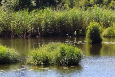 Riedsee in Bad Wurzach, Almanya 'da Bavyera eyaletinde yer alan bir şehirdir.