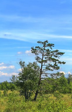 Wurzacher Ried in Bad Wurzach, Almanya 'da Bavyera eyaletinde yer alan bir şehirdir.