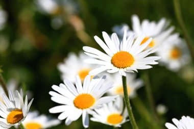 Farklı renkli çiçekli yaz çayır çiçek. Bu renkli splendor