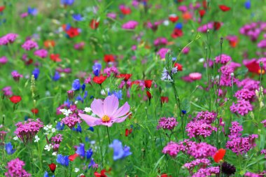 Farklı renkli çiçekli yaz çayır çiçek. Bu renkli splendor