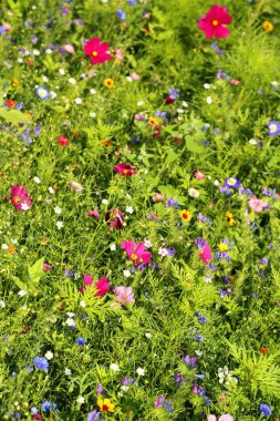 Farklı renkli çiçekli yaz çayır çiçek. Bu renkli splendor
