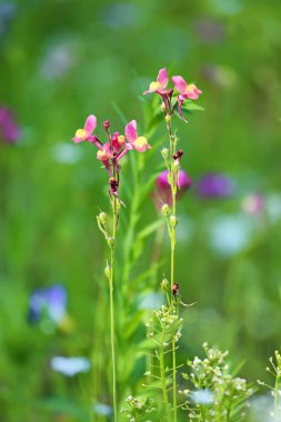 Farklı renkli çiçekli yaz çayır çiçek. Bu renkli splendor