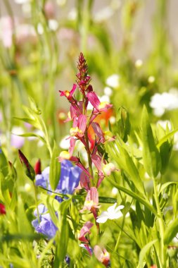 Farklı renkli çiçekli yaz çayır çiçek. Bu renkli splendor