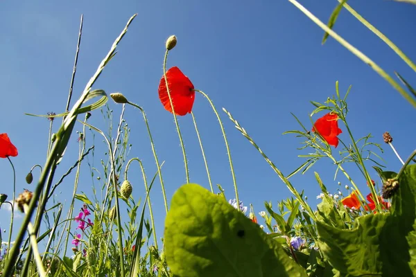 Flower Meadow Summer Blue Sky Mouse Perspective — Stock Photo, Image